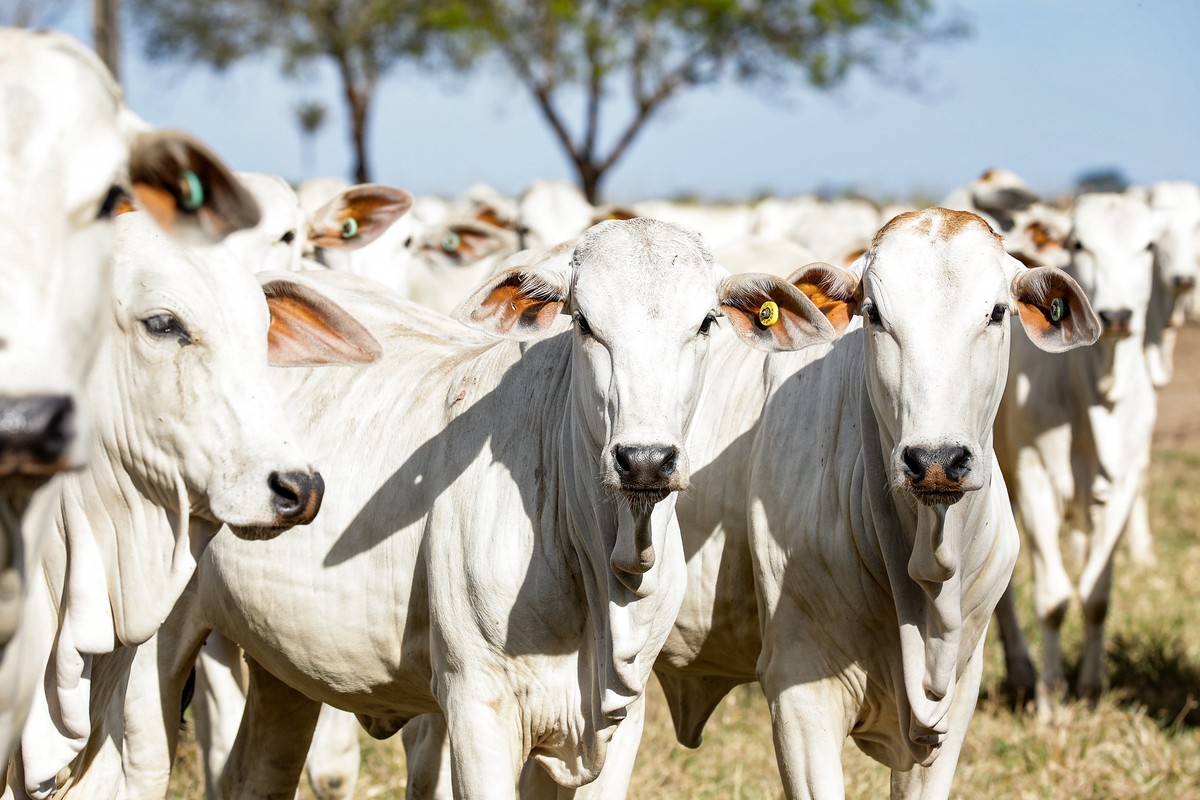 Rússia anuncia fim do embargo à carne bovina brasileira, diz Itamaraty