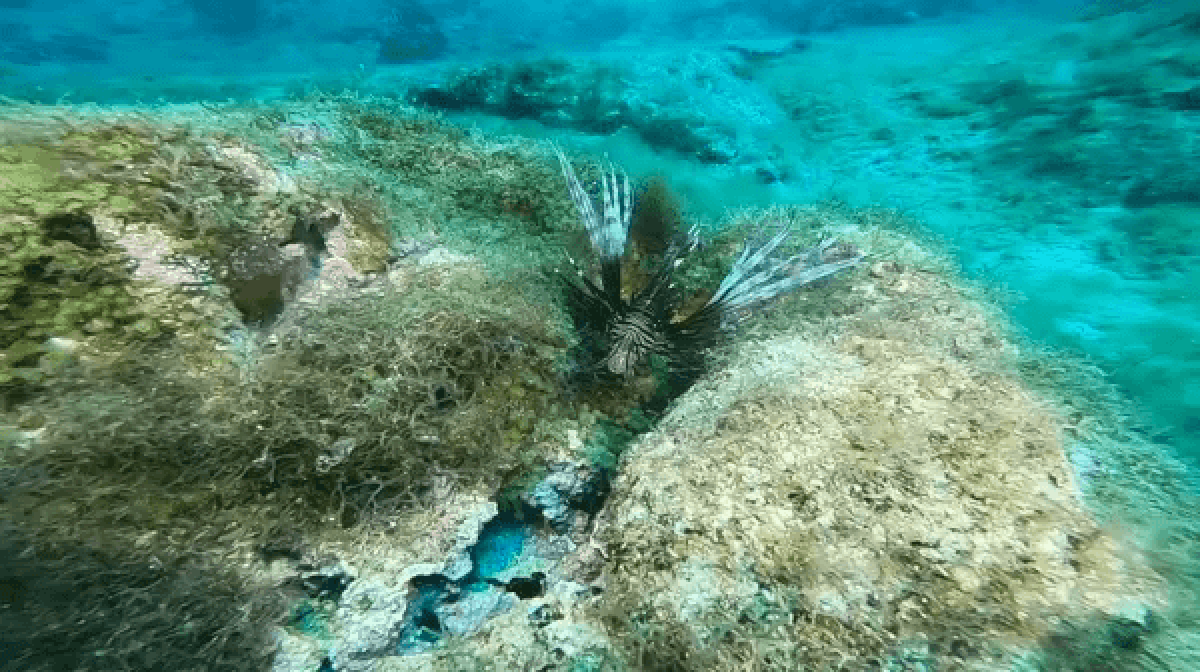 O peixe venenoso que invadiu mar brasileiro e pode se espalhar por todo litoral em menos de 2 anos