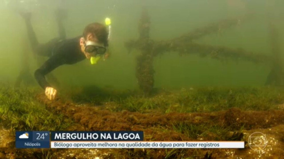 Mergulhador registra vida marinha na Lagoa Rodrigo de Freitas: ‘Franco processo de recuperação’, diz biólogo