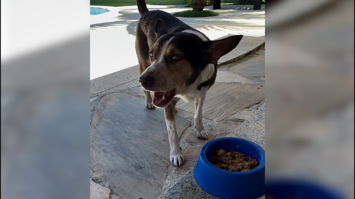 Cachorro de argentina morta em Búzios está com a irmã dela; vídeo