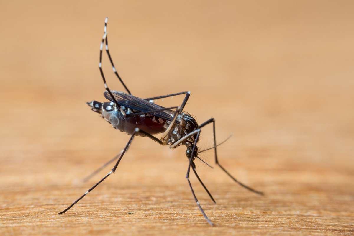 Taubaté confirma 1ª morte por dengue em 2024; SP já tem 5 óbitos