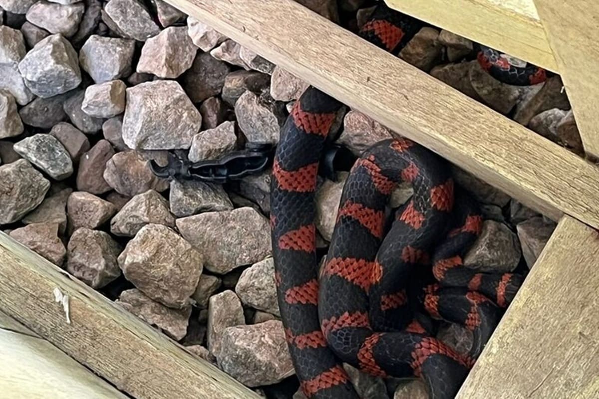 SC: criança se depara com serpente em parquinho de creche